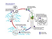 Guinea worm parasite life cycle