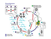 Fasciolopsiasis parasite life cycle