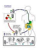 Giardiasis parasite life cycle
