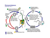 Dwarf tapeworm life cycle