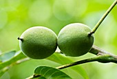 Walnuts (Juglans regia)