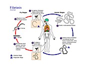 African eyeworm parasite life cycle