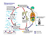 Metagonimiasis parasite life cycle