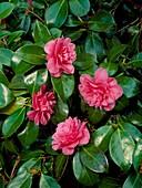 Camellia japonica 'Ada Piper'