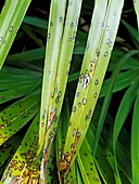 Fungal Leaf spot on Trachycarpus