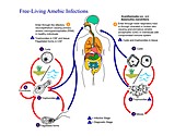 Free-living amoebae life cycles