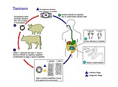 Pork and beef tapeworm life cycles