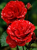 Rose (Rosa 'Fountain')
