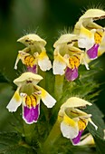 Hemp Nettle (Galeopsis speciosa)