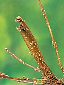 Fasciation on forsythia