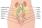 Female abdominal anatomy,artwork