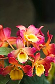 Orchid (Cattleya sp.)