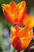 Tulip (Tulipa sp.)