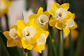 Daffodil (Narcissus 'Hillstar')