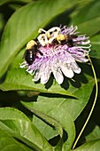 Passion flower (Passiflora sp.)
