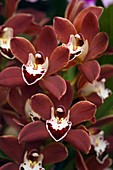 Orchid (Cymbidium sp.)