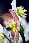 Hellebore (Helleborus orientalis)