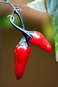 Chili Pepper (Capsicum annuum)
