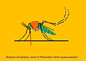 Anopheles mosquito,artwork