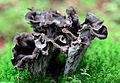 Black chanterelle mushrooms