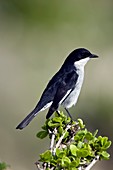 Fiscal flycatcher