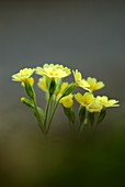 False Oxlip (Primula veris x vulgaris)