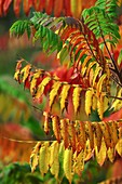 Stag's Horn Sumach (Rhus typhina)