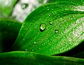 Leaf and water droplets