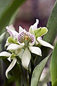 Orchid (Encyclia chacaoensis)