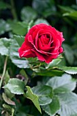 Rose (Rosa 'Sympathie')