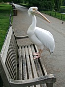 White pelican in a park