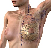 Breast lymphatic system,artwork