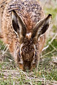European hare eating grass