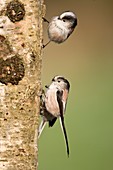 Long-tailed tits