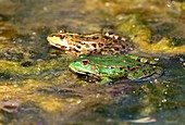 Marsh frogs in a pond