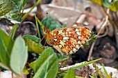 Pearl-bordered fritillary butterfly