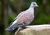 Speckled pigeon