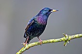 European starling