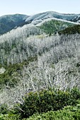 Snow gum trees after a forest fire