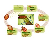 Cyst nematode life cycle,diagram