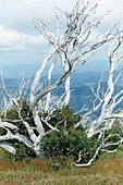 Snow gum trees after a forest fire