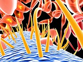 E. coli EHEC bacteria,computer artwork