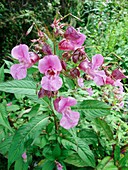 Himalayan balsam (Impatiens glandulifer)