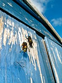 Wasps on a shed door