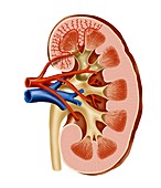 Kidney anatomy,artwork