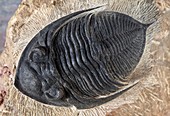 Trilobite fossil