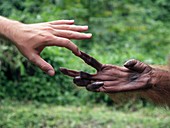 Human and orangutan touching hands