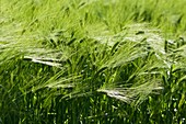 Barley field,Norway