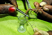 Collecting scorpion venom,India