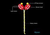 Myosin structure,artwork